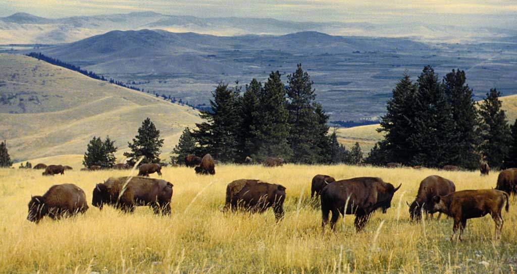 montana national bison range